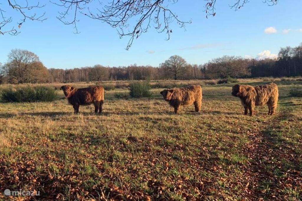 施皮尔Sfeervol Chalet In Drenthe Bij Het Dwingelderveld别墅 外观 照片