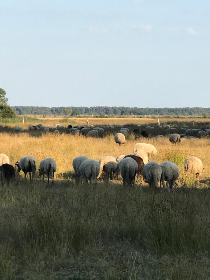 施皮尔Sfeervol Chalet In Drenthe Bij Het Dwingelderveld别墅 外观 照片