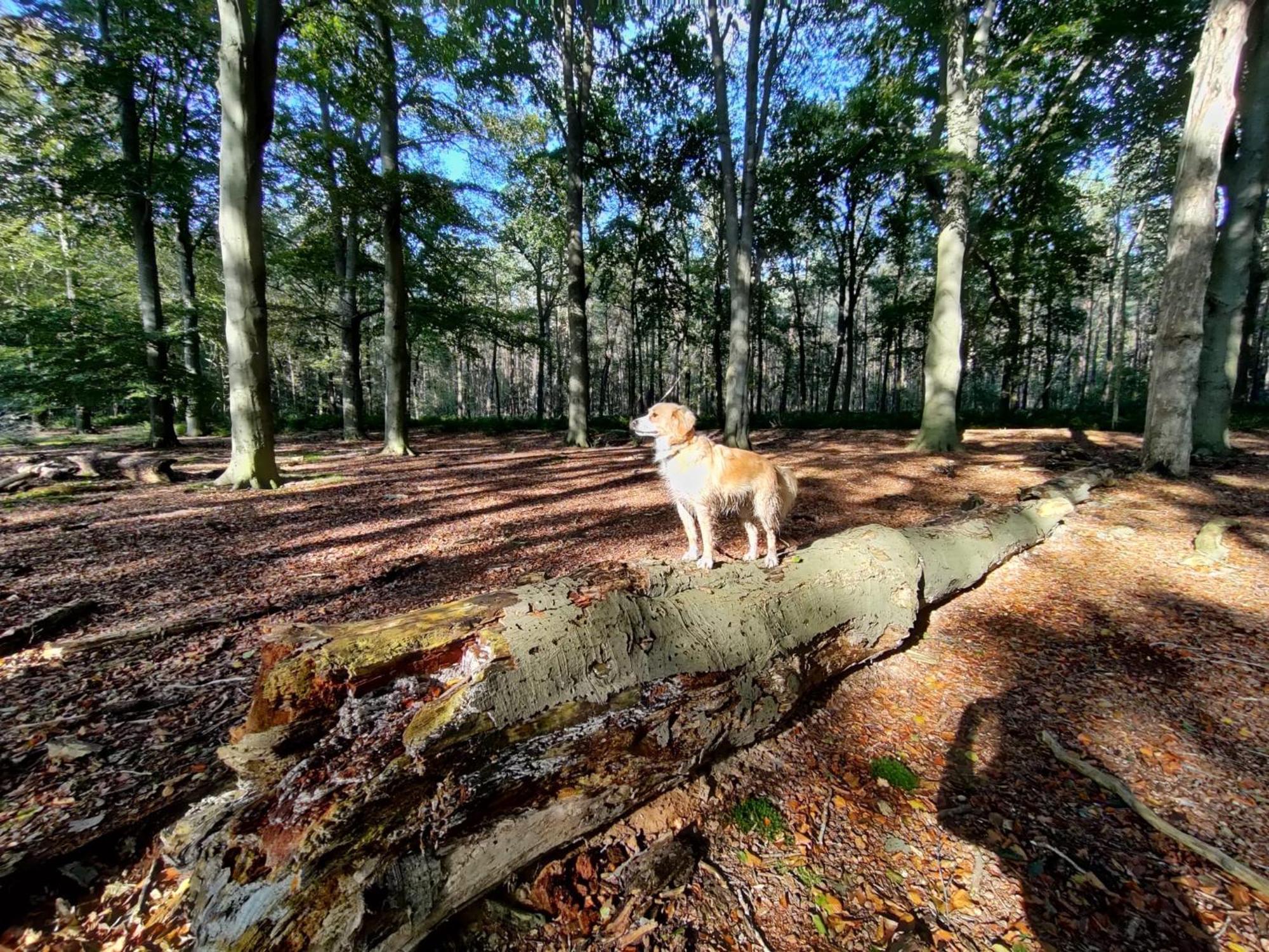 施皮尔Sfeervol Chalet In Drenthe Bij Het Dwingelderveld别墅 外观 照片